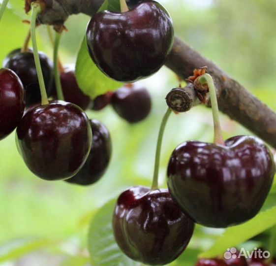 Вишня саженцы (бычье сердце)