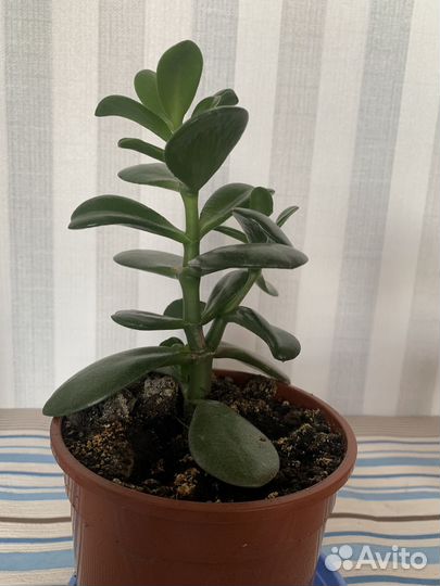 Толстянка денежное дерево