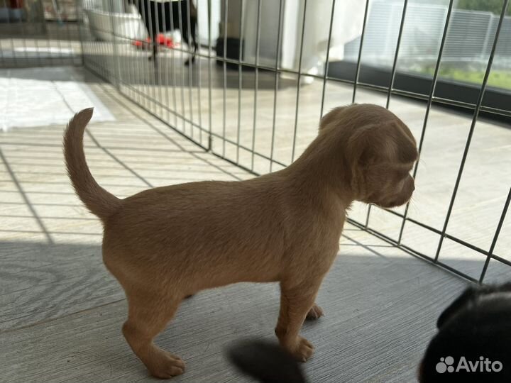 Пражский крысарик