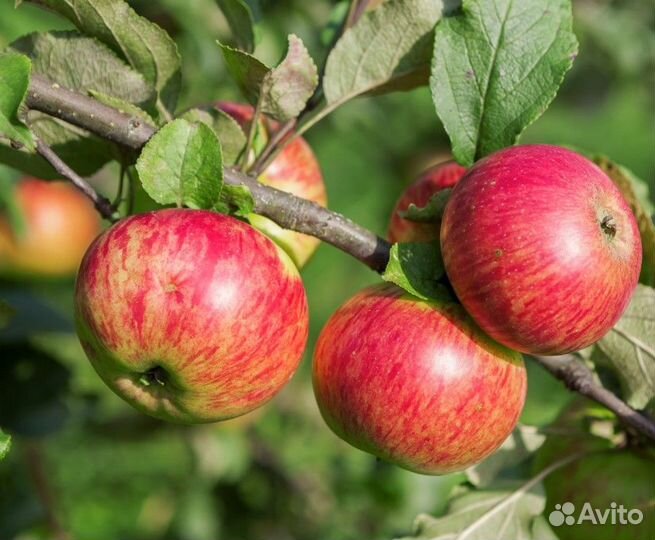 Яблоня 