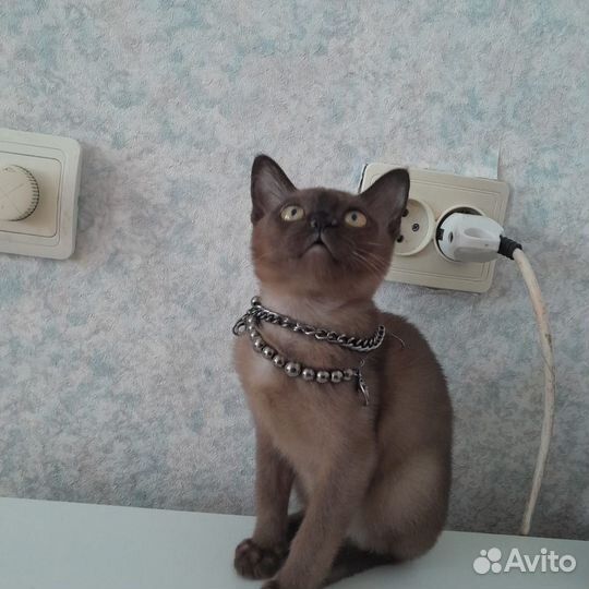 Бурмаши