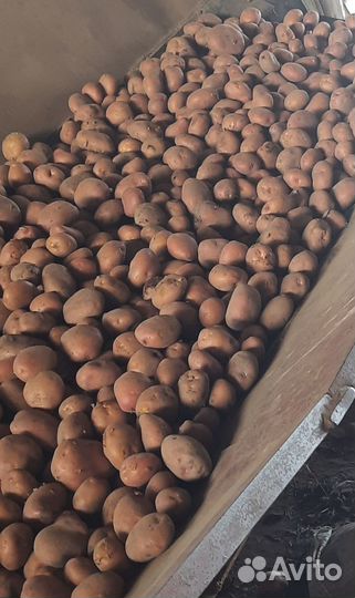 Картофель на еду оптом