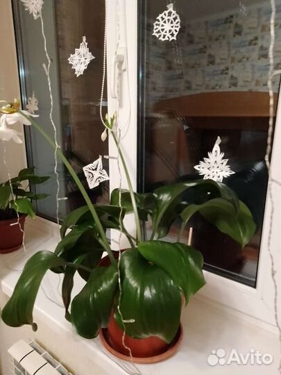 Цветы для дома