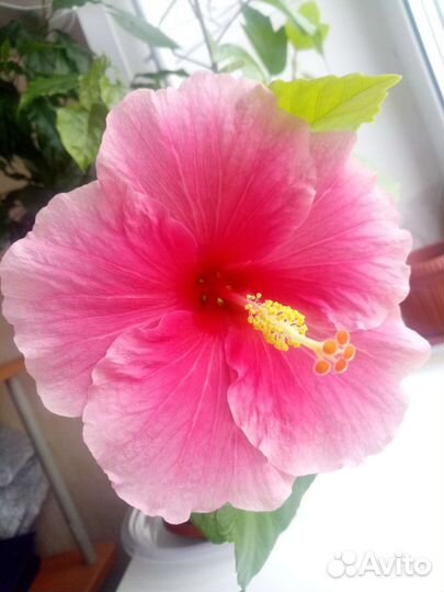 Гибискусы розовые 9 видов