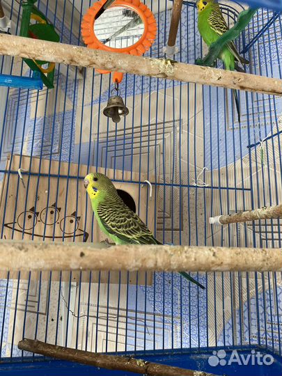 Птенцы волнистый попугай