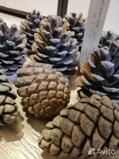 Шишки для поделок