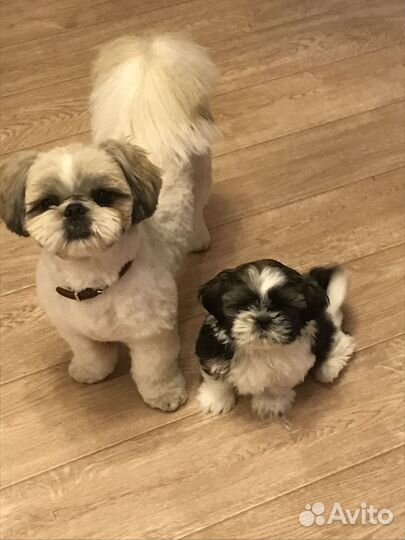 Милая девочка шит цу