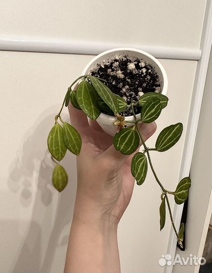 Дисхидия овата