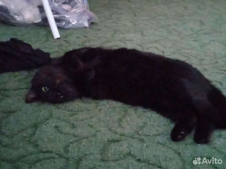 Турецкий ван и шотланка
