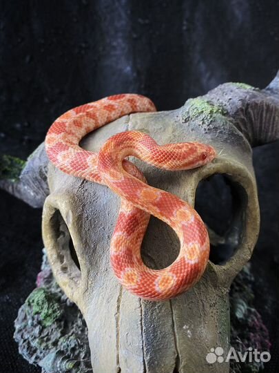 Маисовый полоз