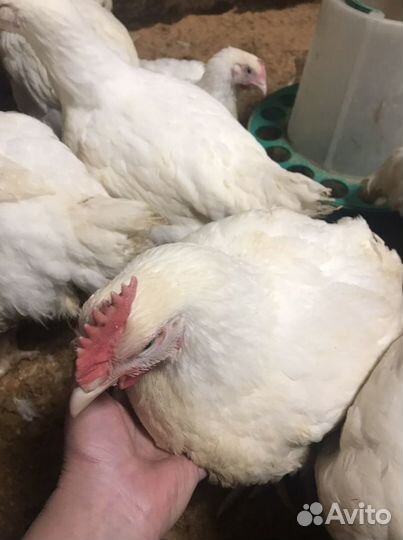 Подрощеный Бройлер. Индюшата Биг-6