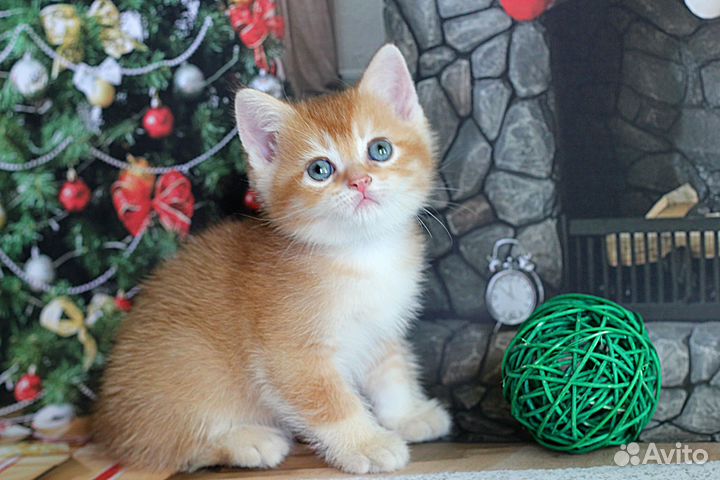 Драгоценный золотой окрас, мальчик Захар