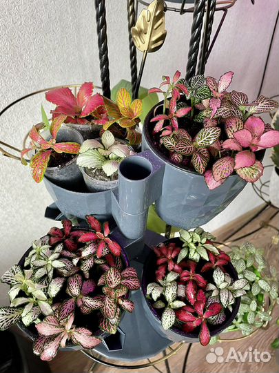 Комнатные цветы