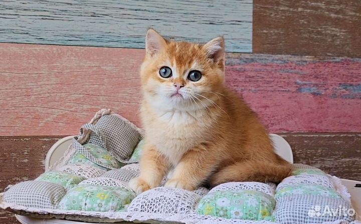 Кошка британская шиншилла