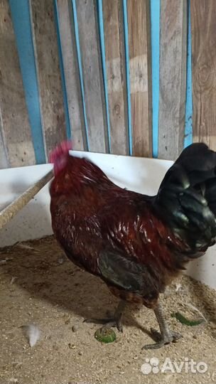 Молодые петухи