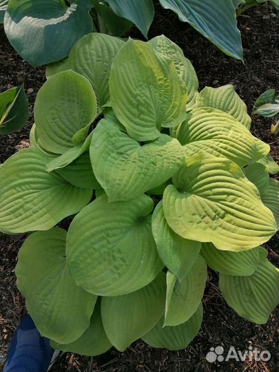 Хосты сортовые