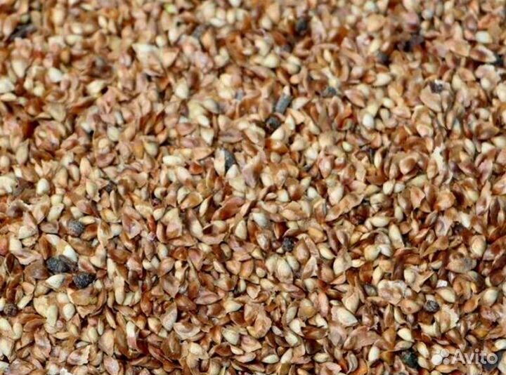 Доставка семян ели