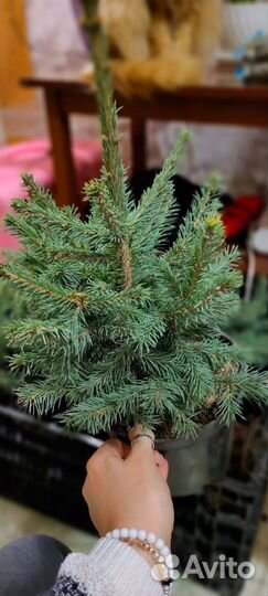 Ель голубая глаука