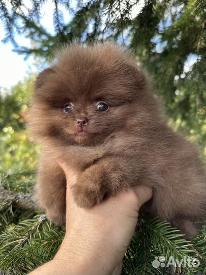 Померанские шпицы мини