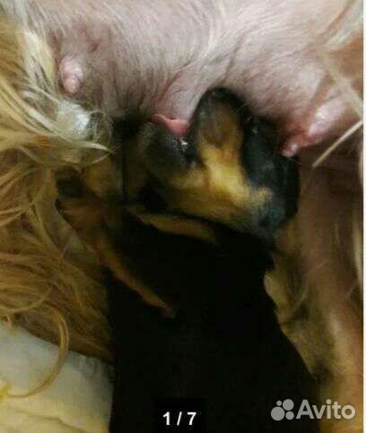 Йорширский терьер супер mini(микро) девочка