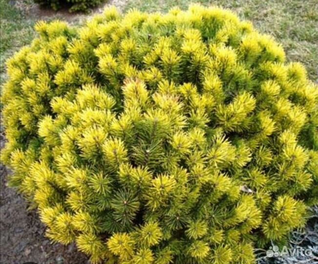 Сосна winter gold