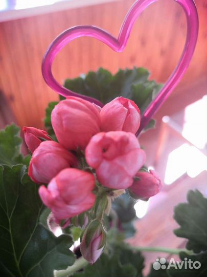 Пеларгония Red Pandora