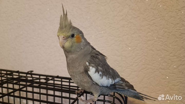 Самец кореллы