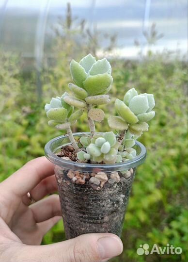 Суккуленты 2