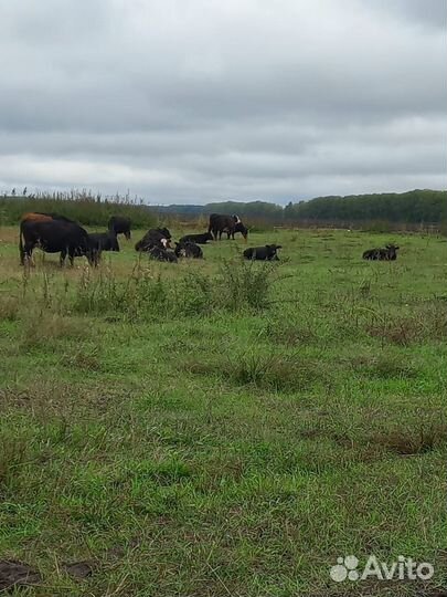 Быки, тёлки