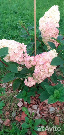 Саженцы метельчатой гортензии