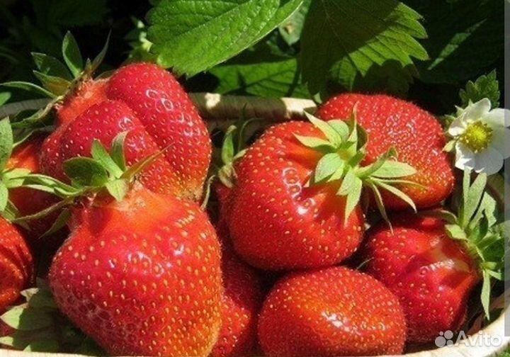 Клубника Джоли