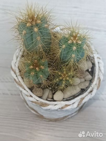 Кактус Пилозоцереус лазурный
