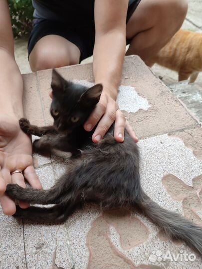 Котята (мальчики)
