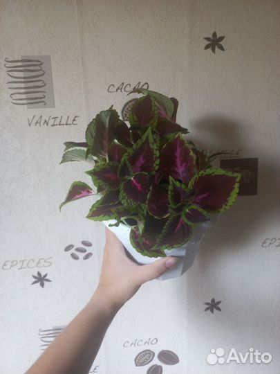 Колеусы вегетативные