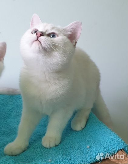 Британская шиншилла Изольда