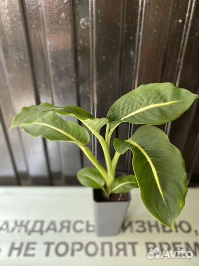 Дифенбахия Green Magic