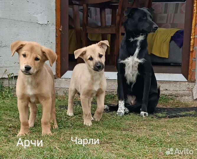 Малыши щенята