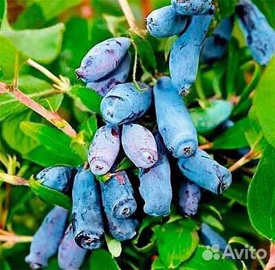 Саженцы и кустарники по всей России