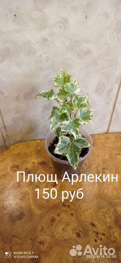 Сциндапсусы