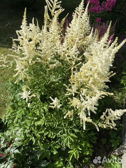 Цветы садовые астильба