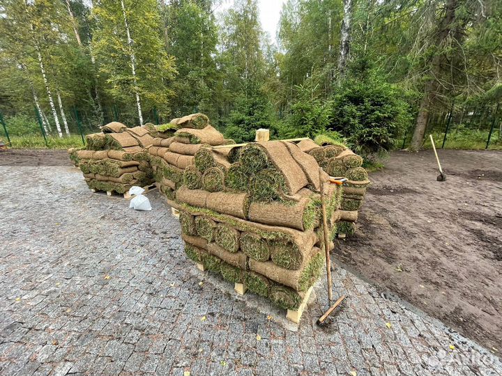 Продажа Рулонного Газона и Укладка