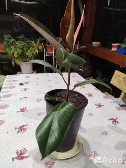 Фикус бенджамина очень хочет домой