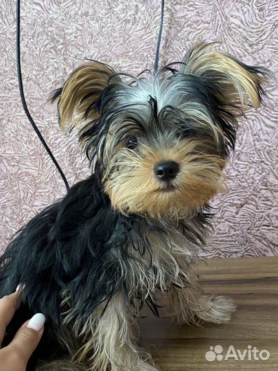 Йоркширский терьер