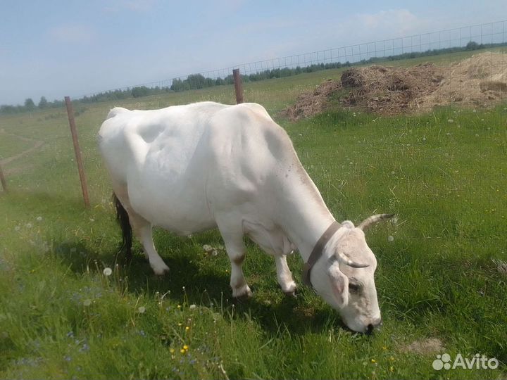 Коровы, нетель