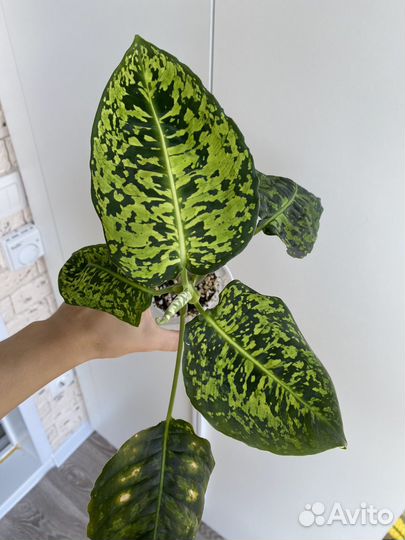 Диффенбахия рефлектор