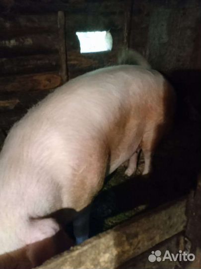 Поросенок ландрас