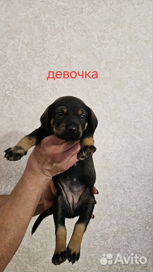 Щенки смесь Таксы