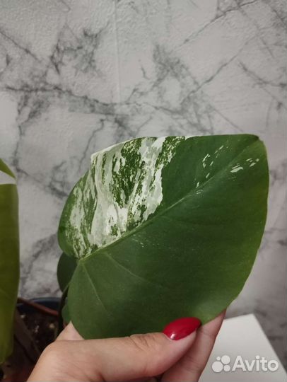 Монстера вариегатная альба