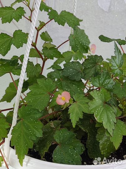 Комнатные растения