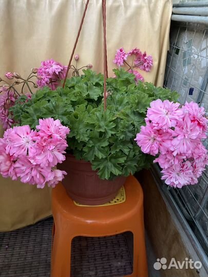 Взрослые кусты сортовых пеларгоний